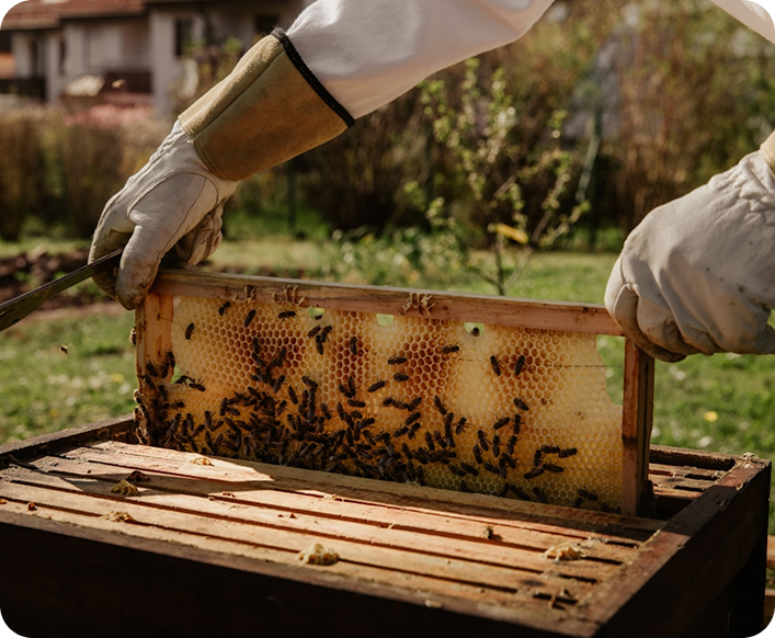 Beekeeper inspecting honeycomb frame